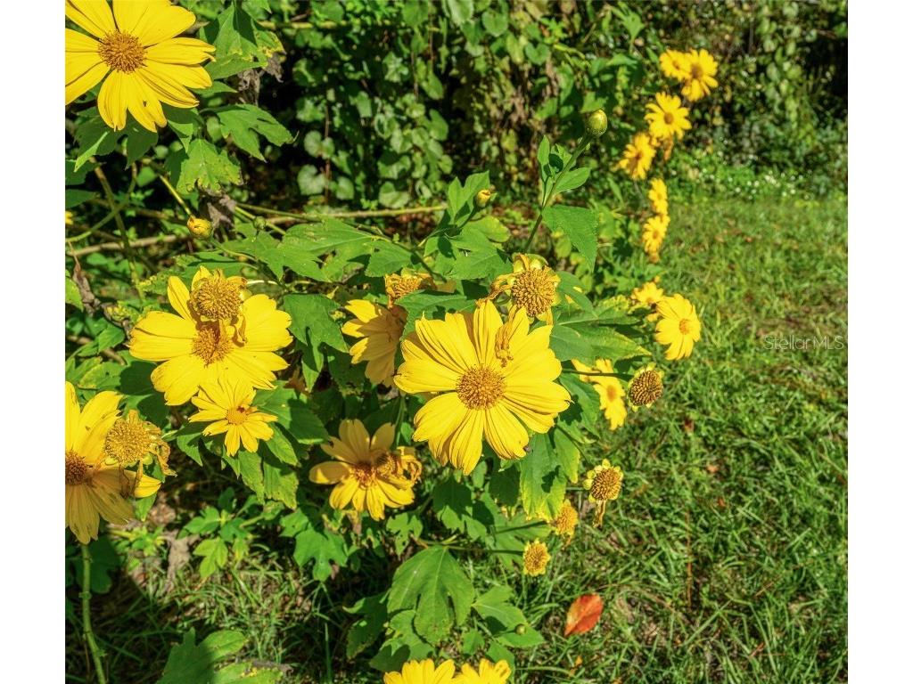 495 S Shell Road Deland FL 32720 O6351193 image28