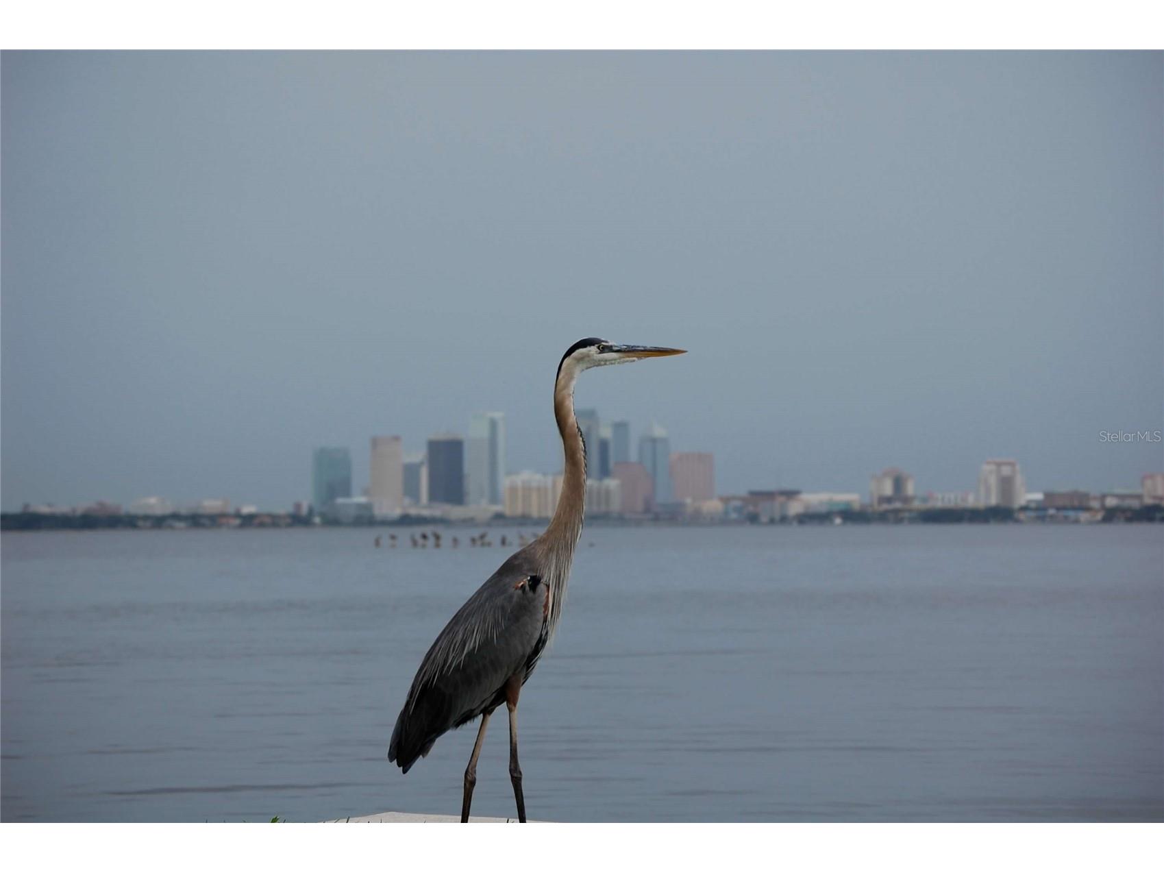 4950 Bayshore Boulevard #25D Tampa FL 33611 TB8494788 image61
