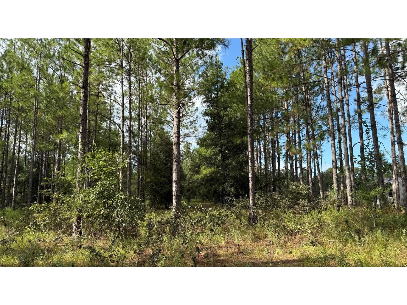 4972 SW Elim Church Fort White FL 32038 S5139257 image14