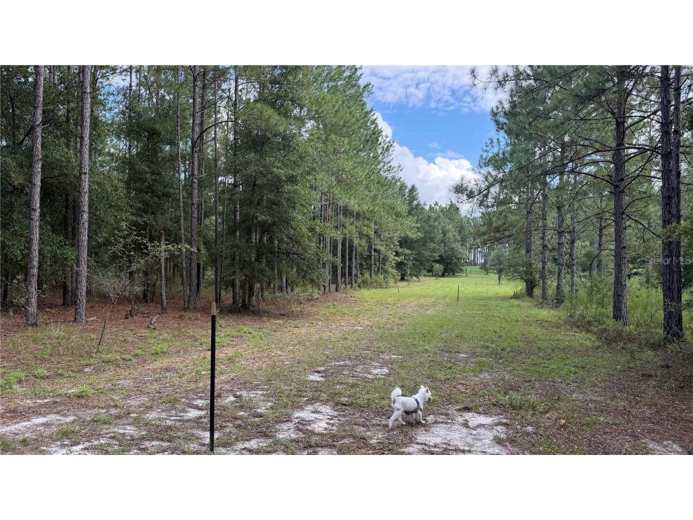 4972 SW Elim Church Fort White FL 32038 S5139257 image15