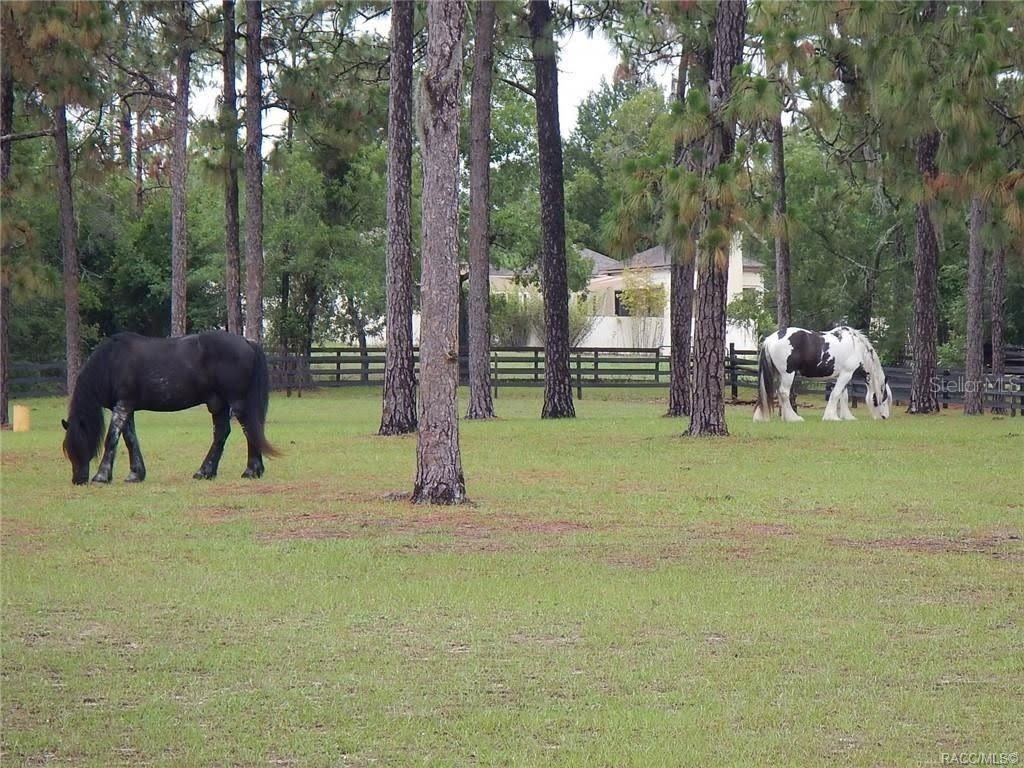 4976 W Yearling Drive Beverly Hills FL 34465 OM718758 image21