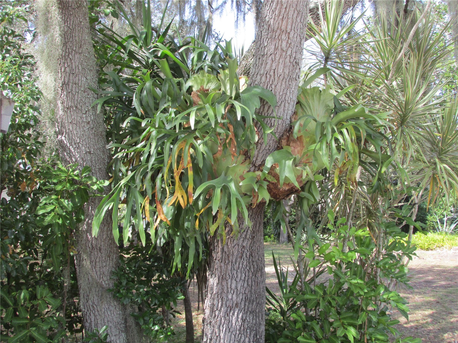 5 Blue Quill Circle Lake Wales FL 33898 - SADDLEBAG LAKE K4903137 image10