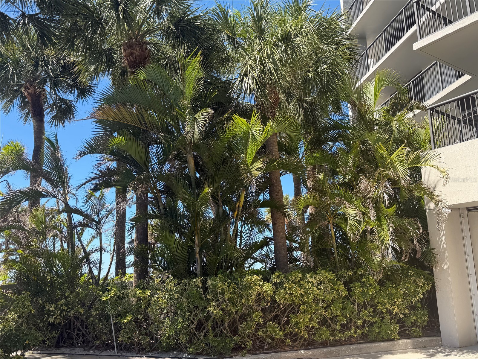 50 Coe Road #322 Belleair FL 33756 TB8474813 image20