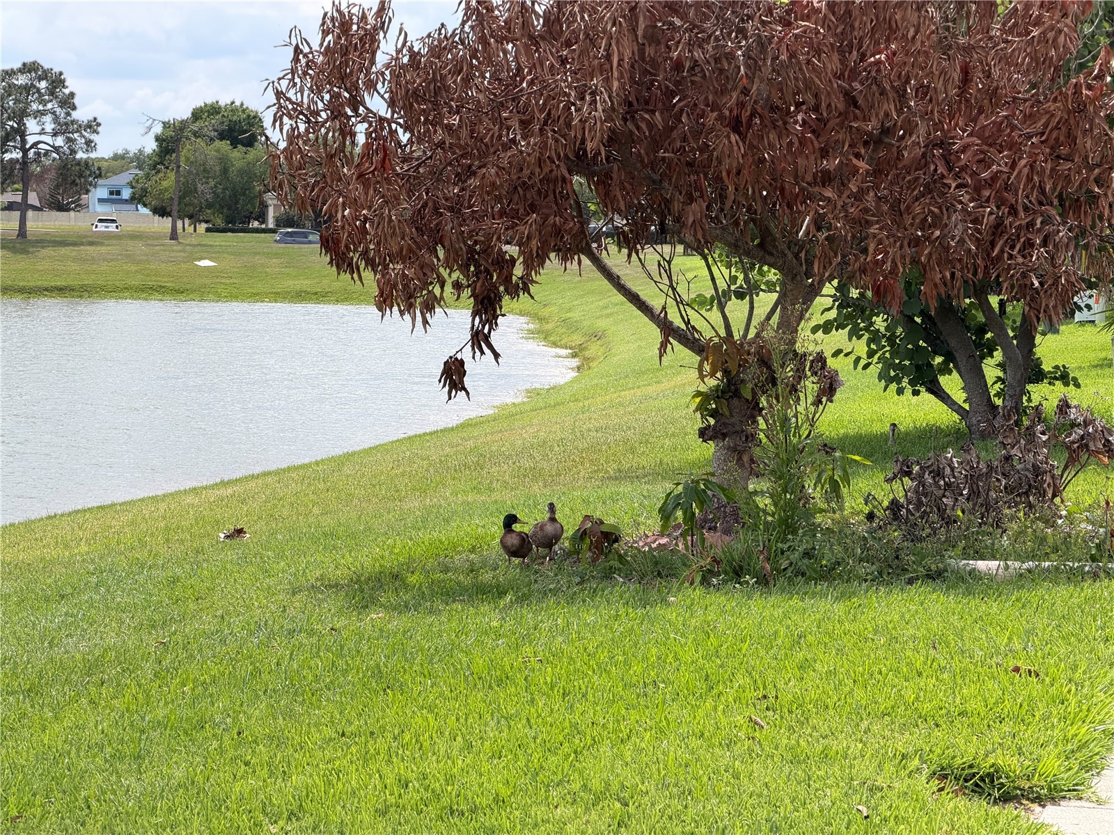 50 Lakepointe Circle Kissimmee FL 34743 O6401506 image21