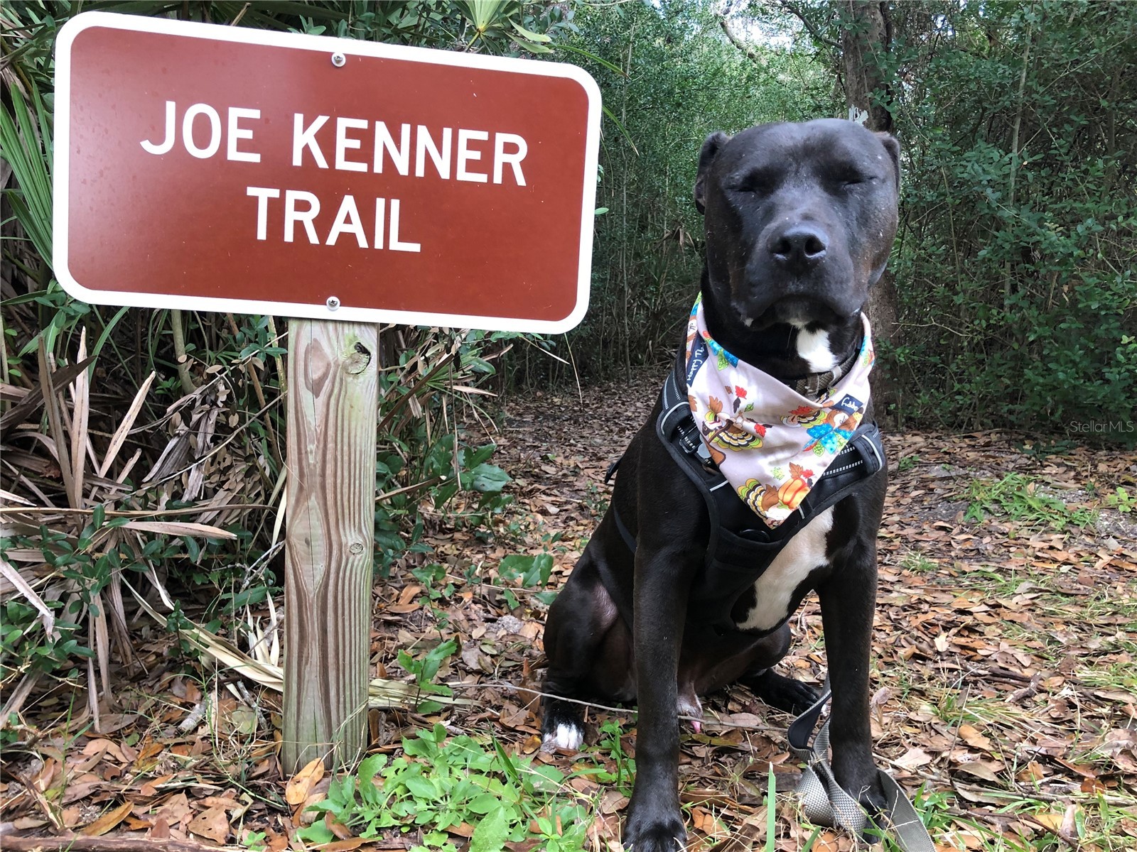 50 Ocean Palm Villa S Flagler Beach FL 32136 FC304068 image35