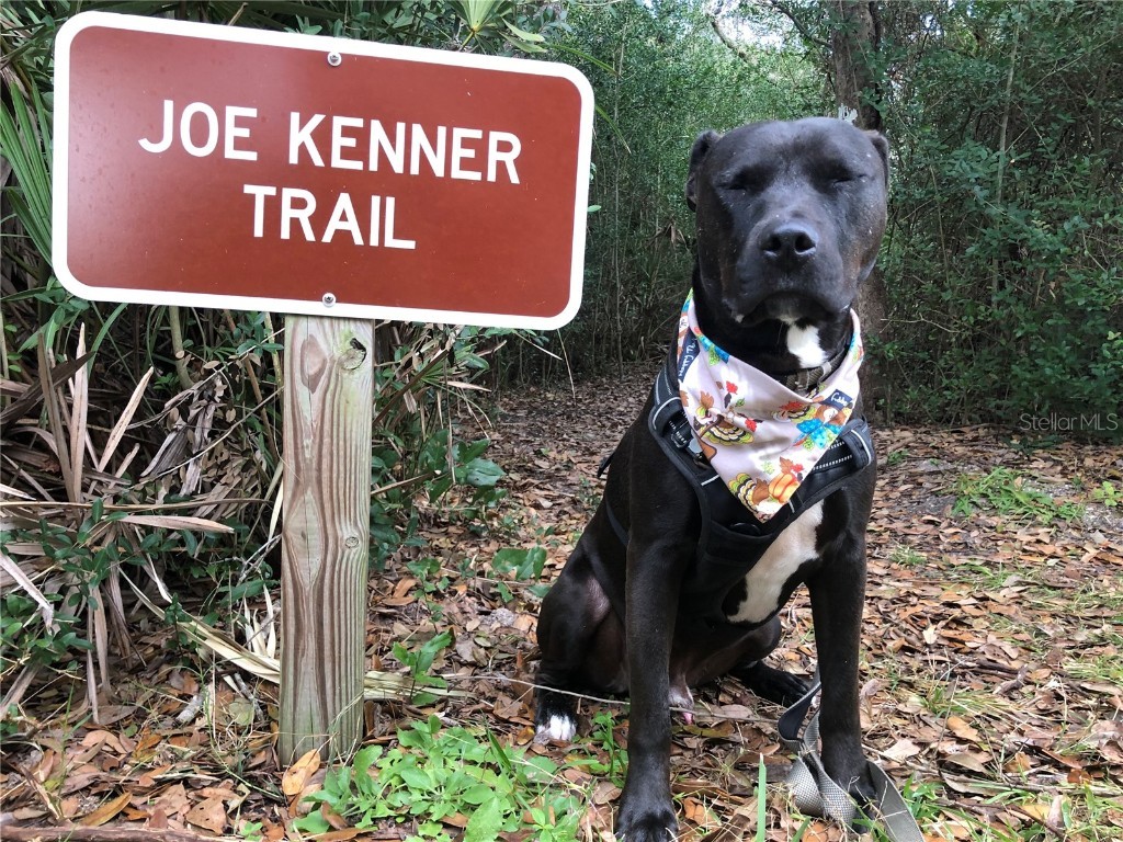 50 Ocean Palm Villa S Flagler Beach FL 32136 FC304068 image35