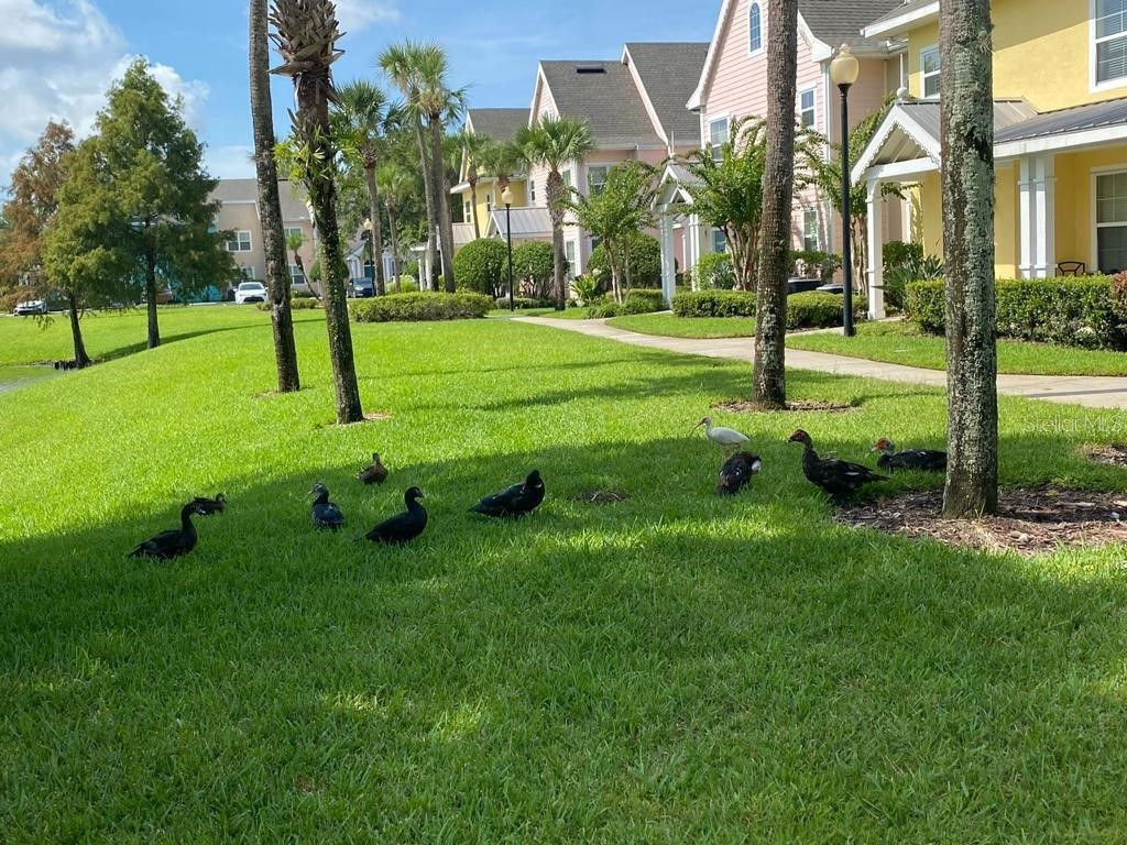 5006 Mangrove Alley #201 Kissimmee FL 34746 S5143733 image23