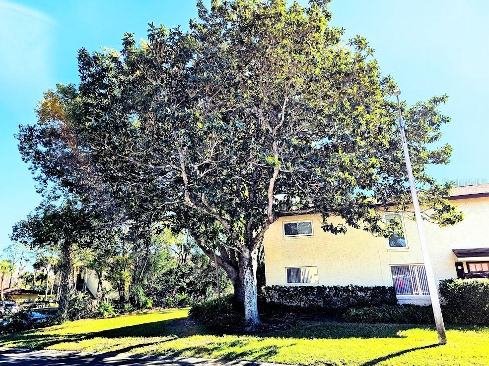 501 E Bay Drive #3401 Largo FL 33770 TB8474228 image39