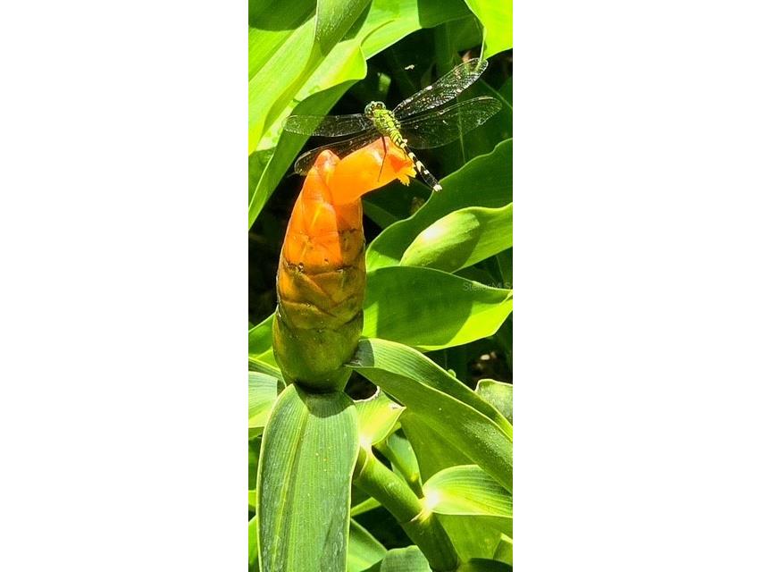 5043 Goodwin Road Brooksville FL 34601 W7880904 image35