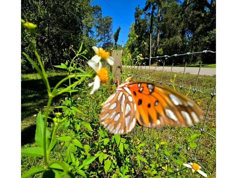 5043 Goodwin Road Brooksville FL 34601 W7880904 image36