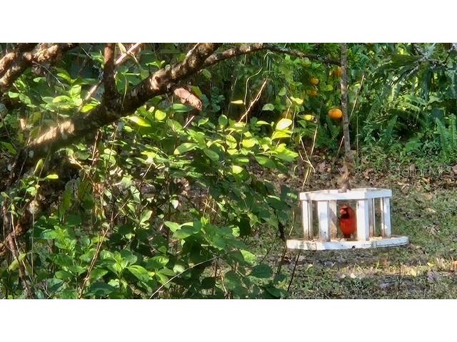 5043 Goodwin Road Brooksville FL 34601 W7880904 image37