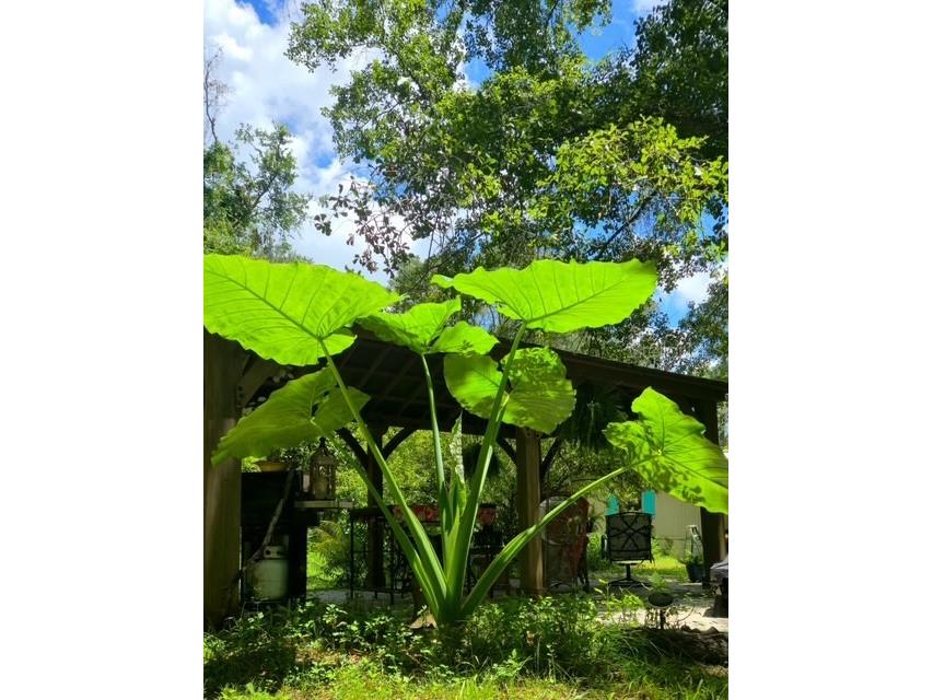 5043 Goodwin Road Brooksville FL 34601 W7880904 image38