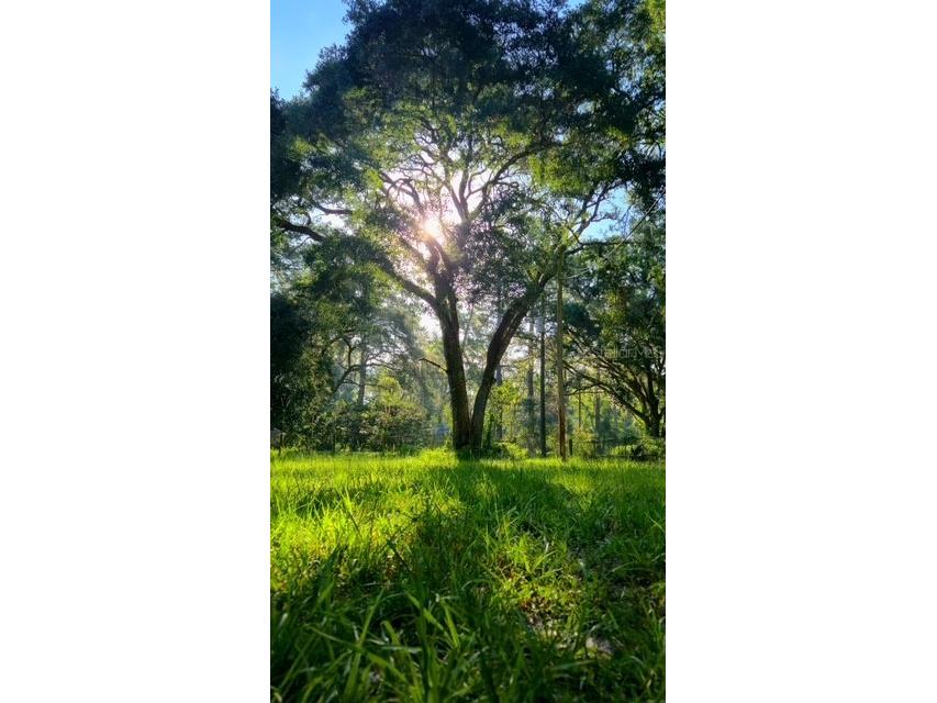 5043 Goodwin Road Brooksville FL 34601 W7880904 image4