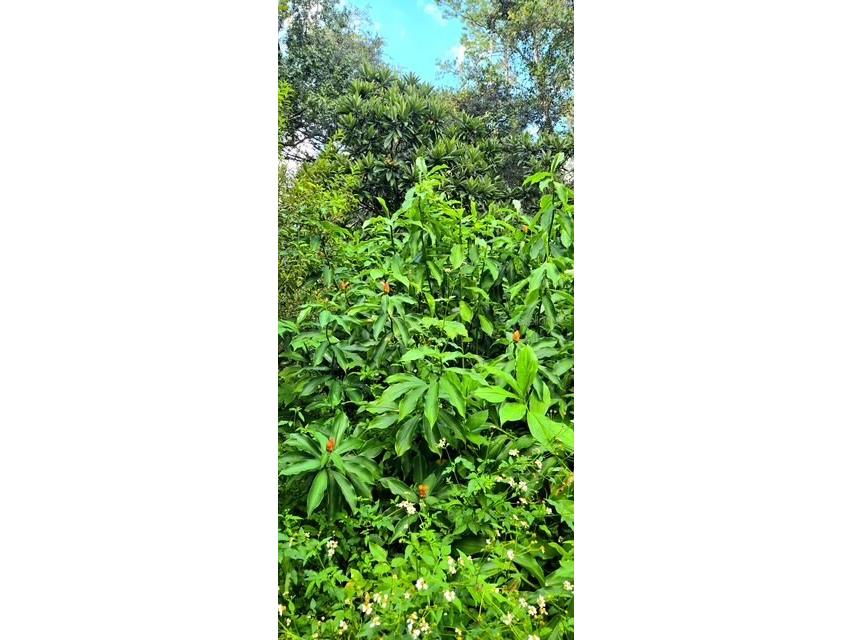 5043 Goodwin Road Brooksville FL 34601 W7880904 image43