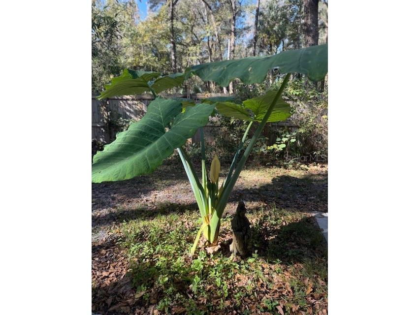 5043 Goodwin Road Brooksville FL 34601 W7880904 image44