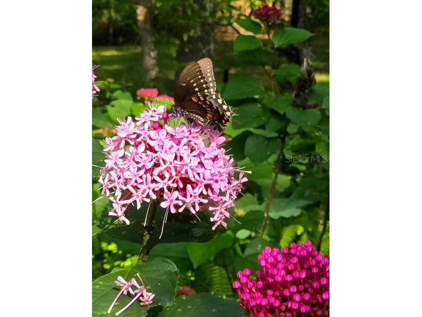 5043 Goodwin Road Brooksville FL 34601 W7880904 image7