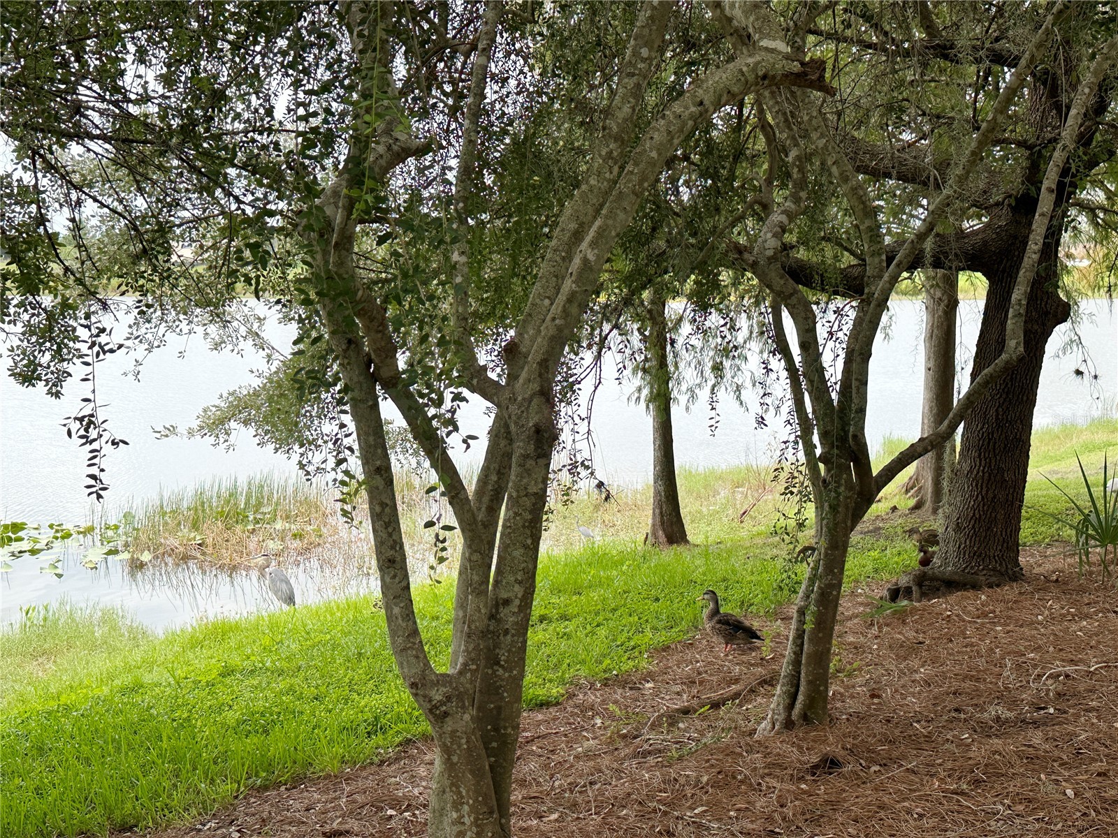 5049 Shoreway Loop #10301 Orlando FL 32819 O6373285 image57