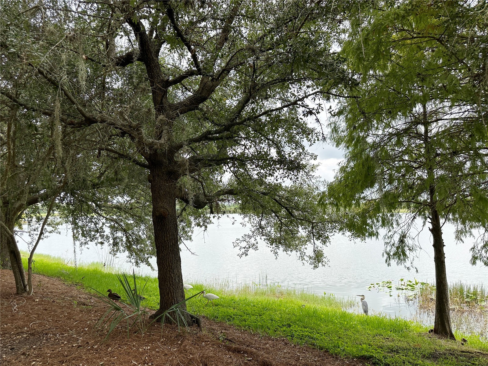 5049 Shoreway Loop #10301 Orlando FL 32819 O6373285 image58