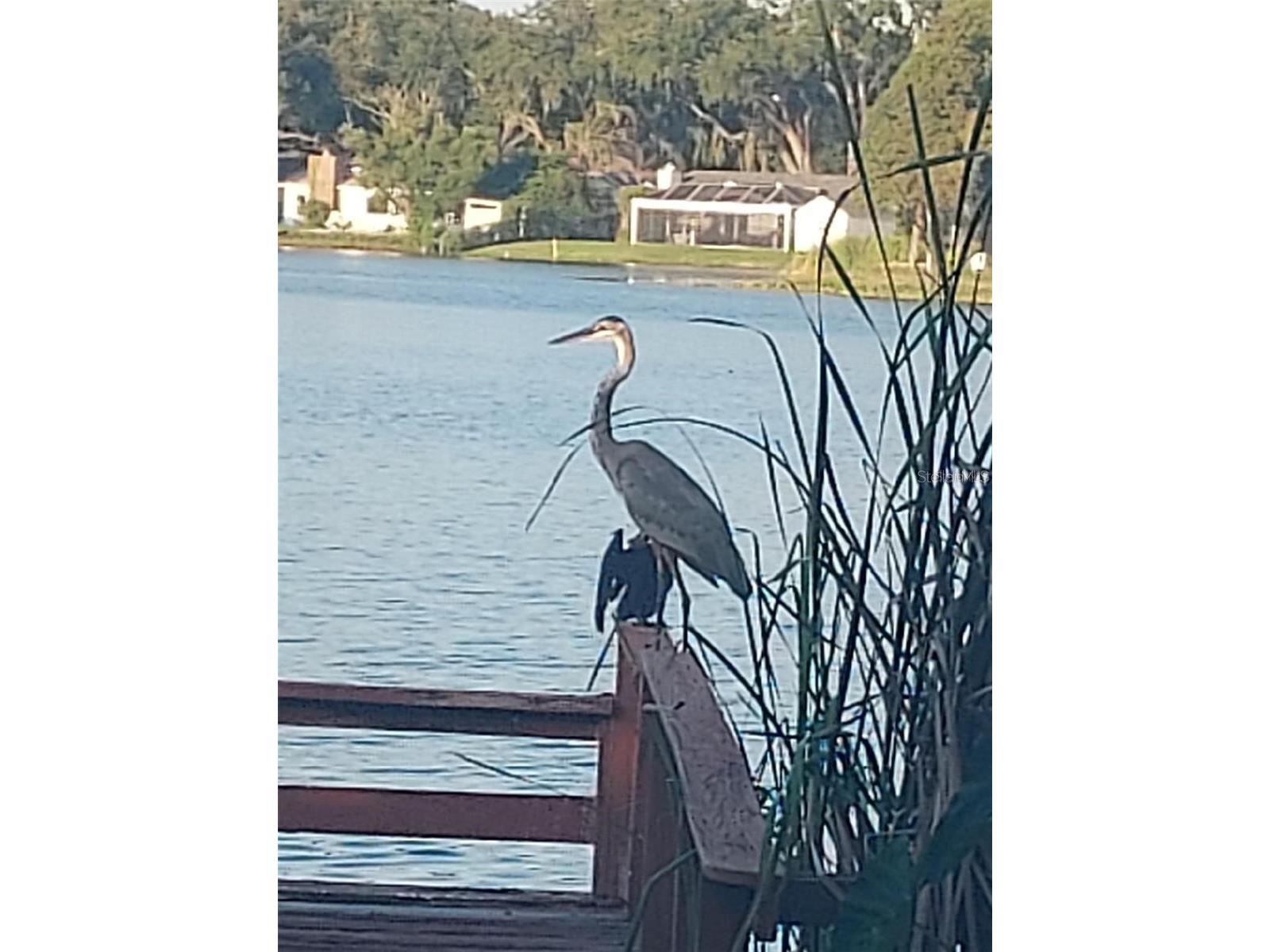 506 Gay Road Seffner FL 33584 - Lake Shangri La TB8514530 image89
