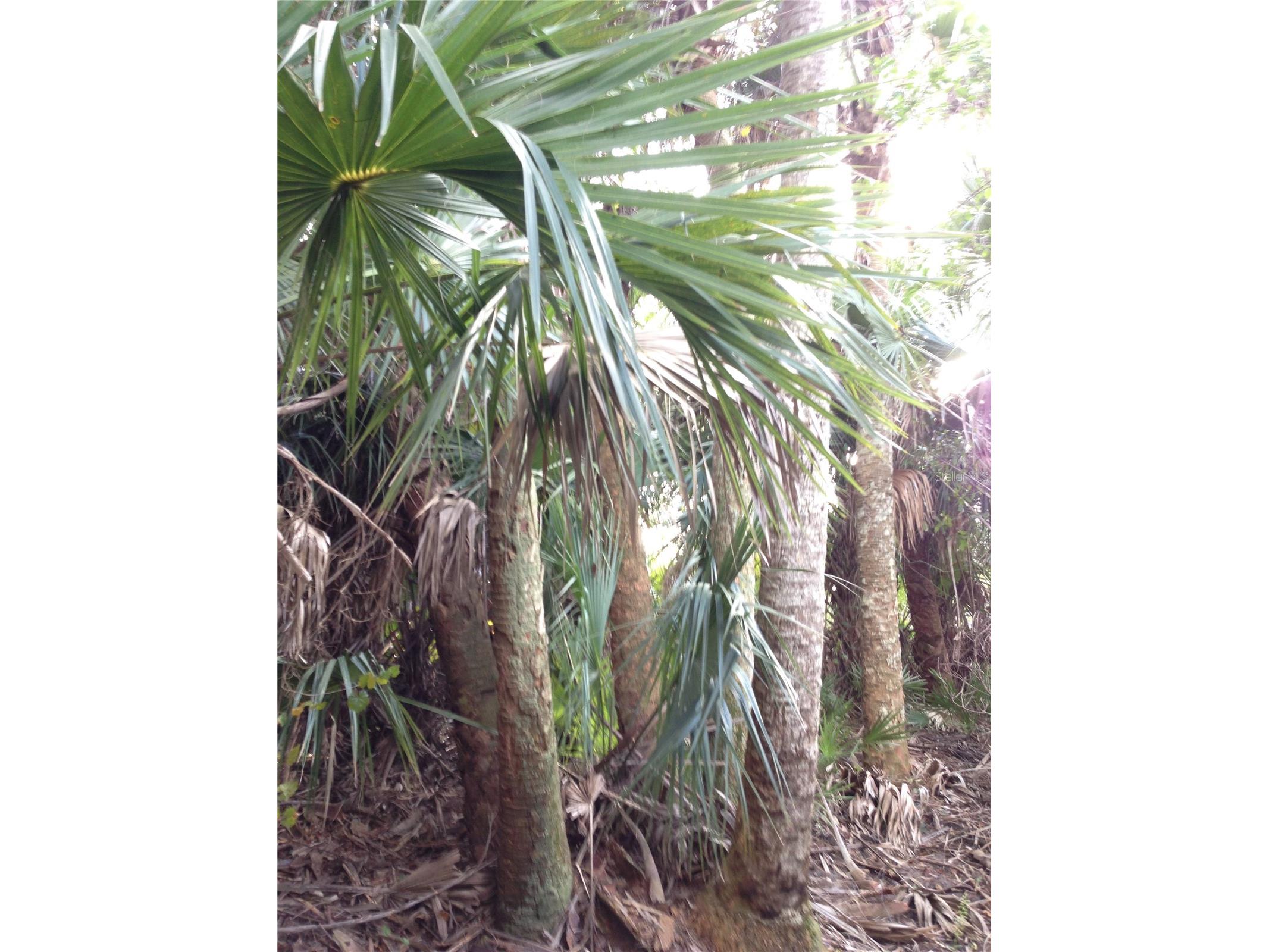 50670 Bermont Road Punta Gorda FL 33982 C7527519 image15