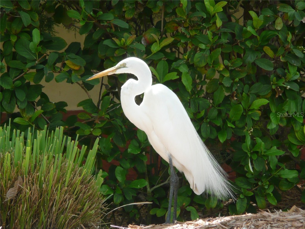 51 S Adams Drive Sarasota FL 34236 A4671523 image26