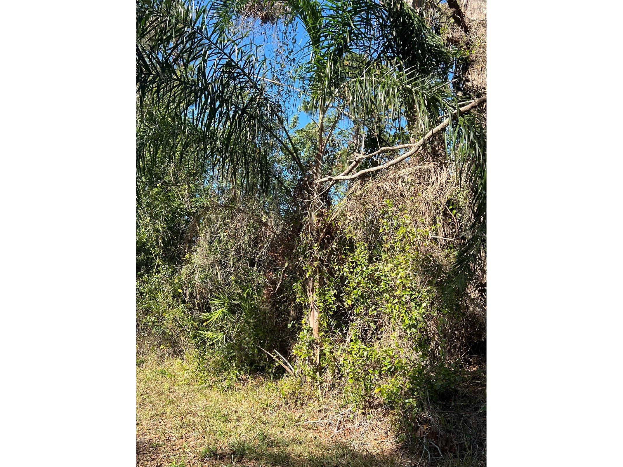 510 Calliandra Drive Indian Lake Estates FL 33855 - WALK IN WATER S5118747 image3