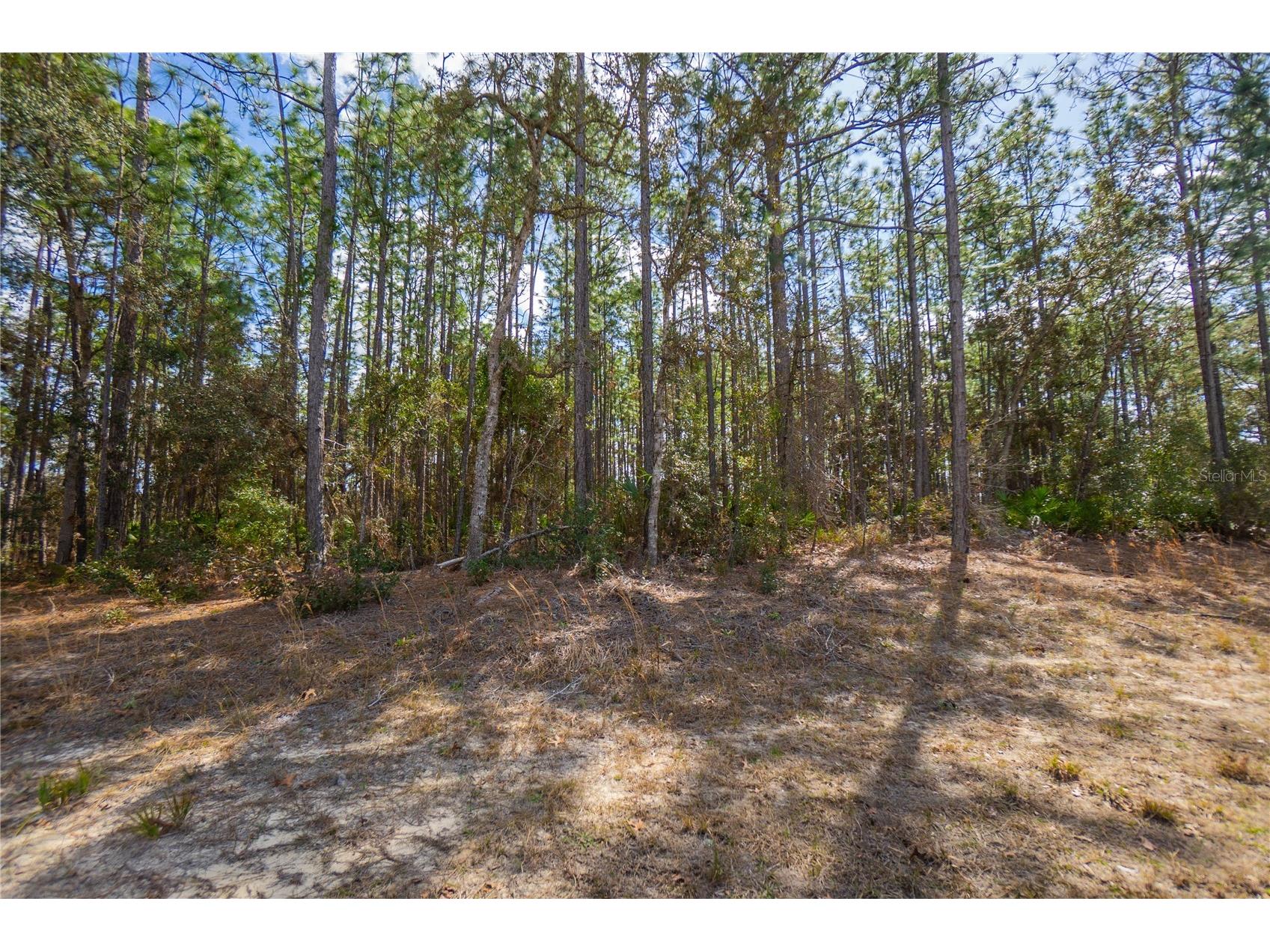 5100 N Red Ribbon Point Beverly Hills FL 34465 OM719524 image3
