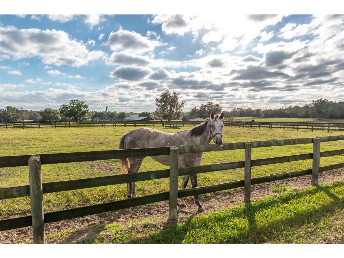 5100 W Hwy 329 Reddick FL 32686 OM715665 image40