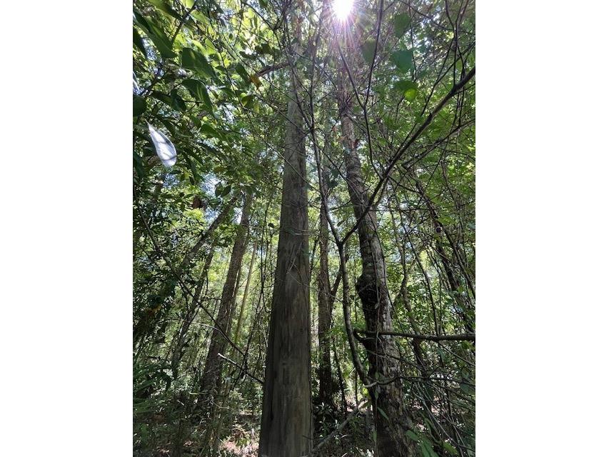 5110 Cedar Lane Brooksville FL 34601 W7864940 image1