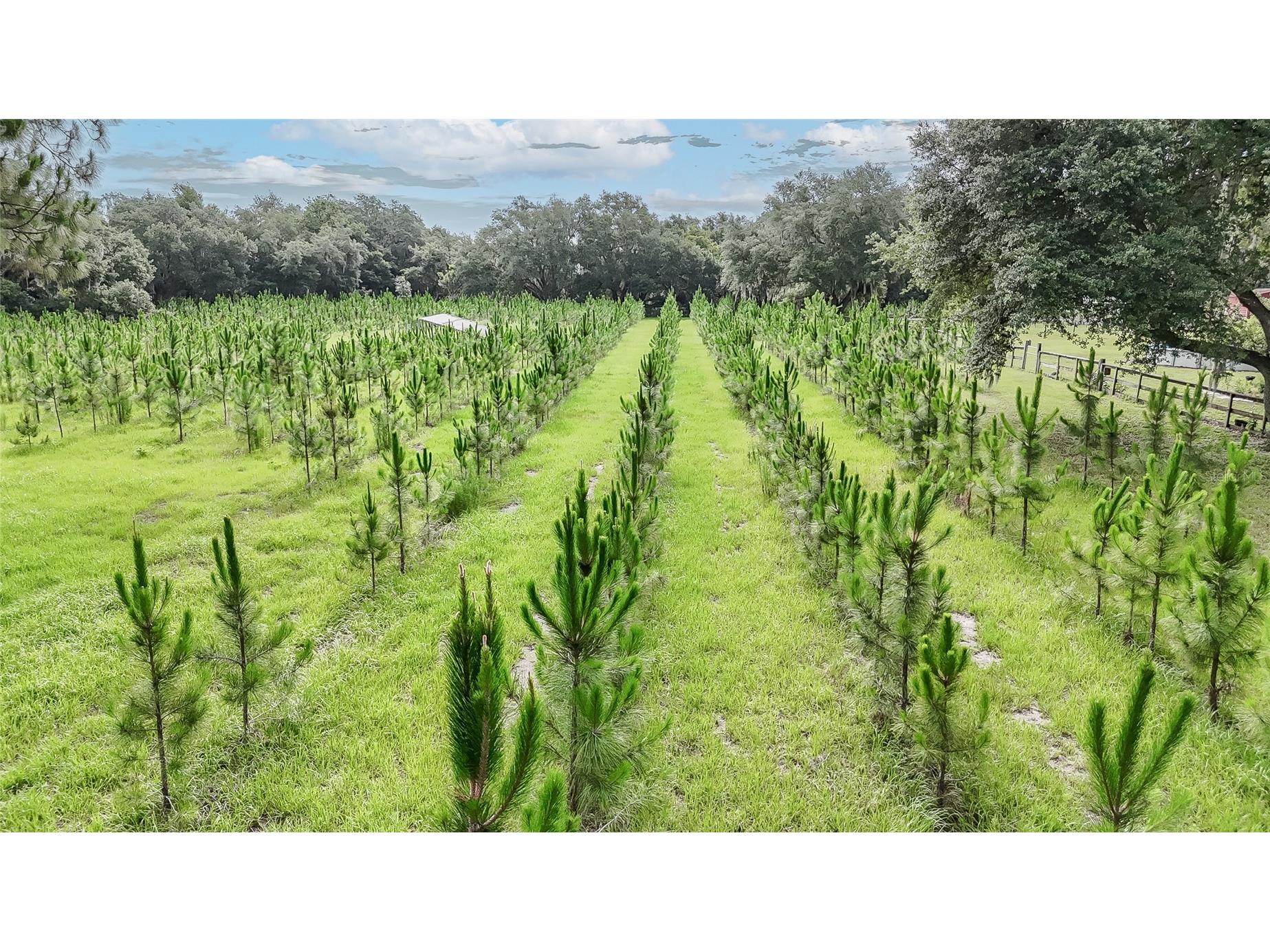5117 Cr 316a Bushnell FL 33513 TB8517259 image7
