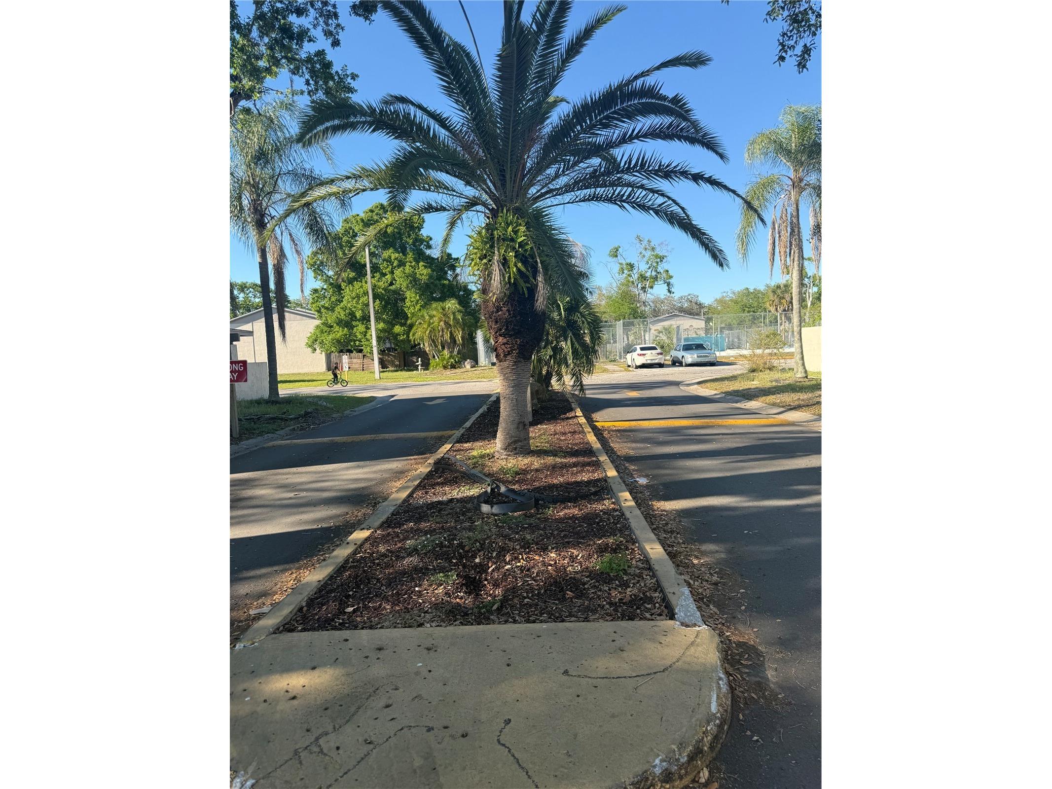 5118 Tennis Court Circle Tampa FL 33617 TB8490450 image3
