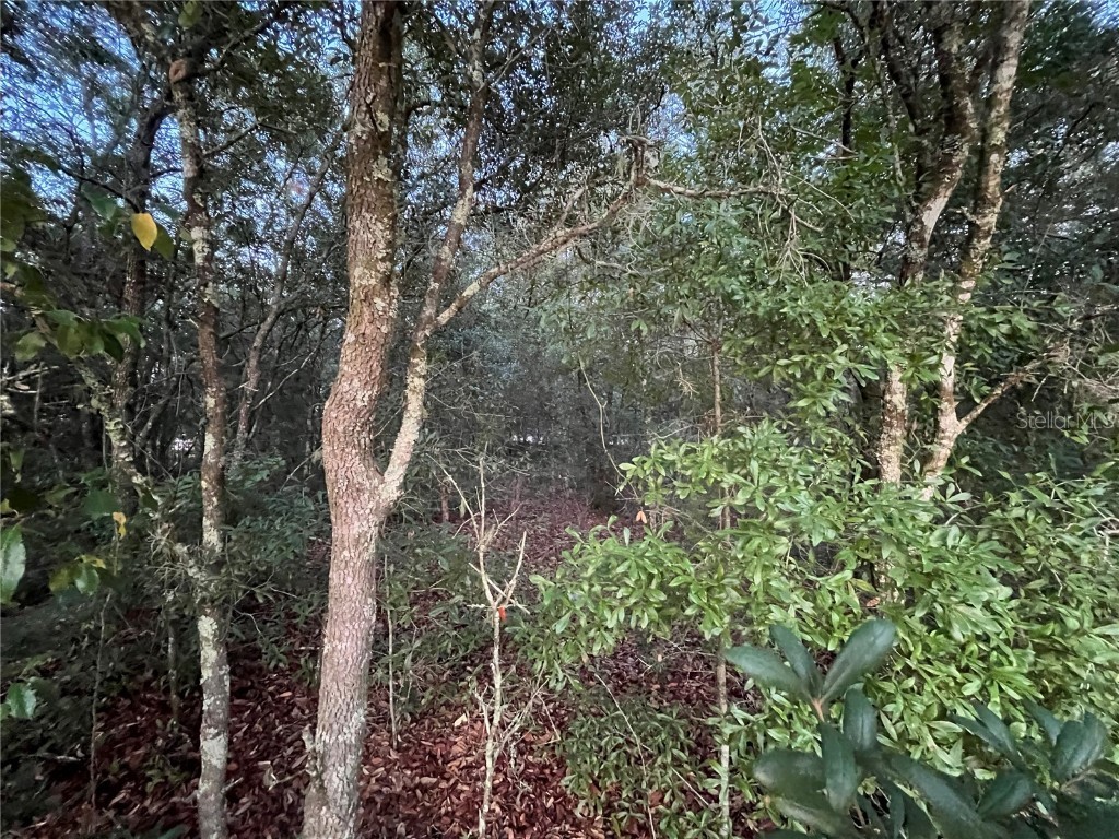 512 Oakcrest Drive Interlachen FL 32148 OK225392 image4