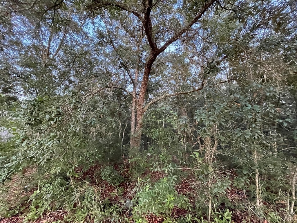 512 Oakcrest Drive Interlachen FL 32148 OK225392 image5