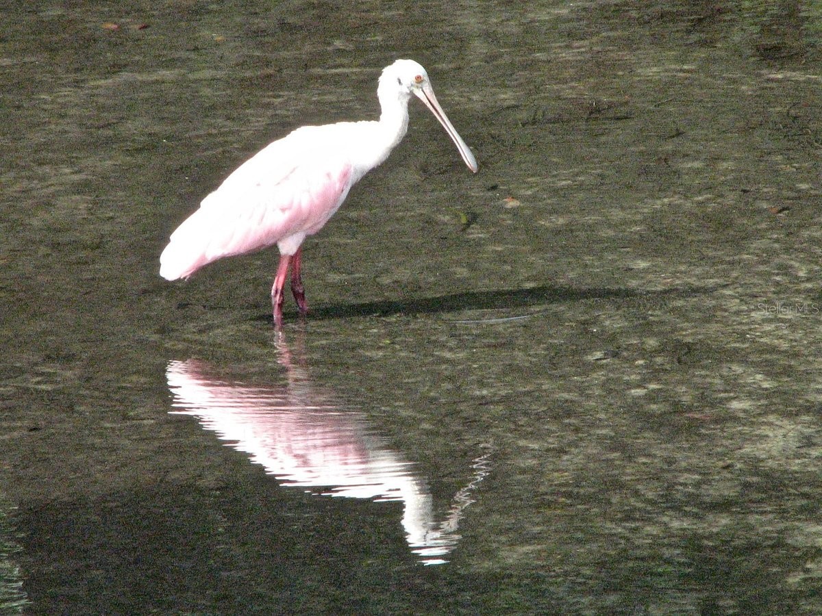 512 Tennessee Avenue Crystal Beach FL 34681 TB8454793 image26