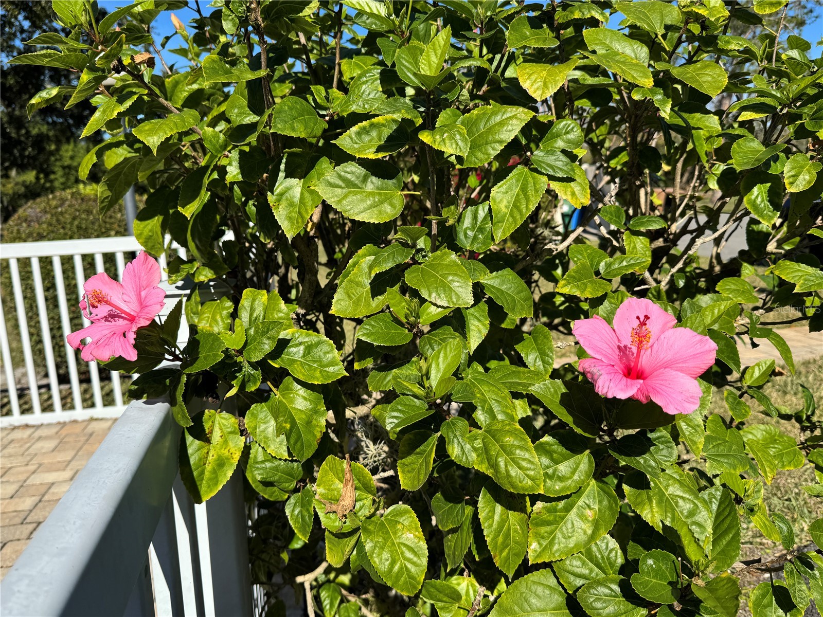 5124 Harpers Croft #7 Sarasota FL 34235 A4679022 image52