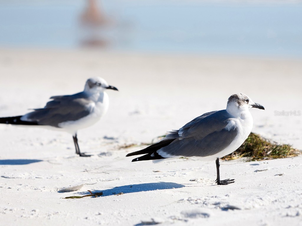 5132 Jungle Plum Road Sarasota FL 34242 A4651663 image72