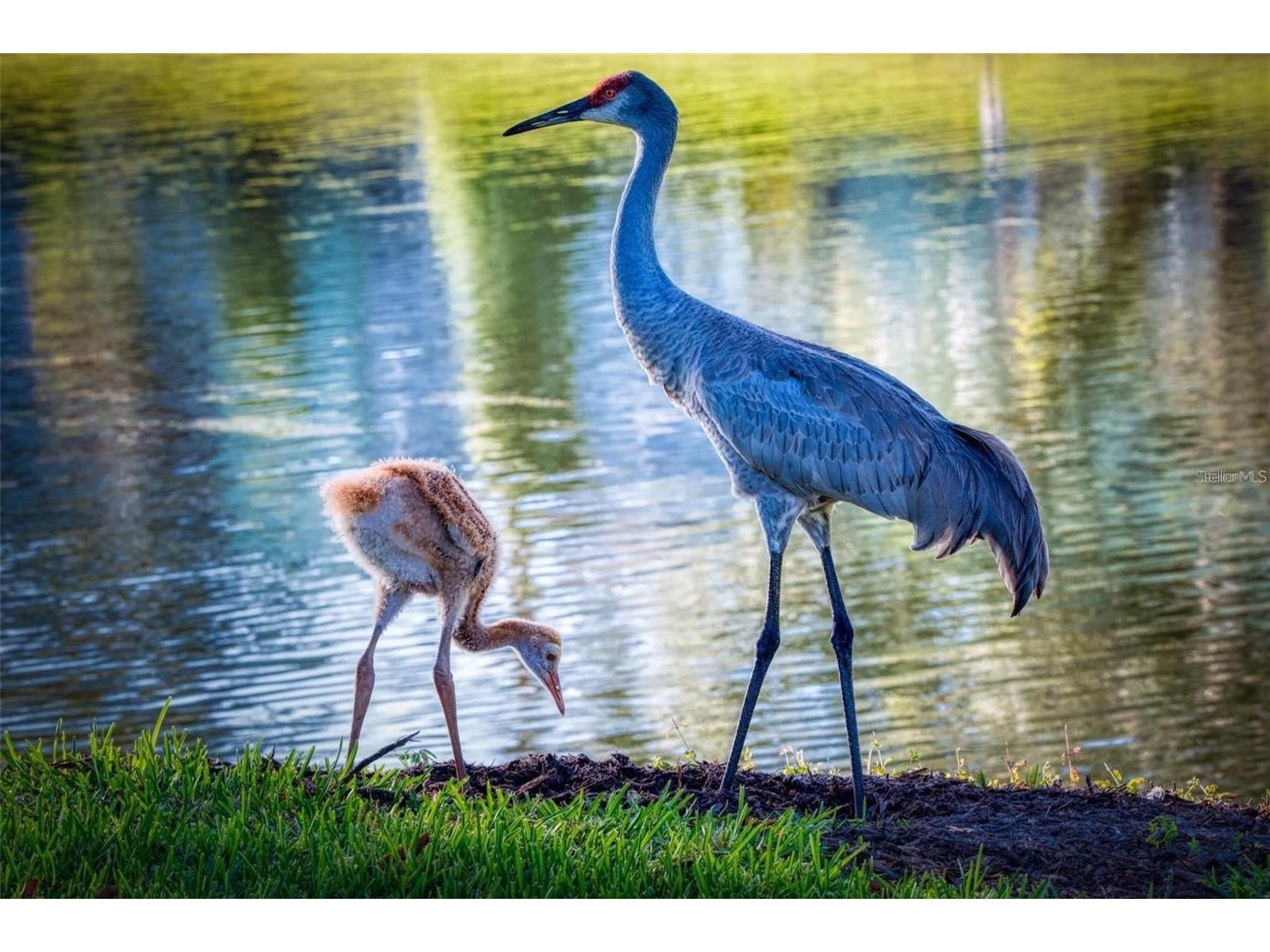 515 Midway Drive #A Ocala FL 34472 - LAKE SPARKLE OM717347 image41