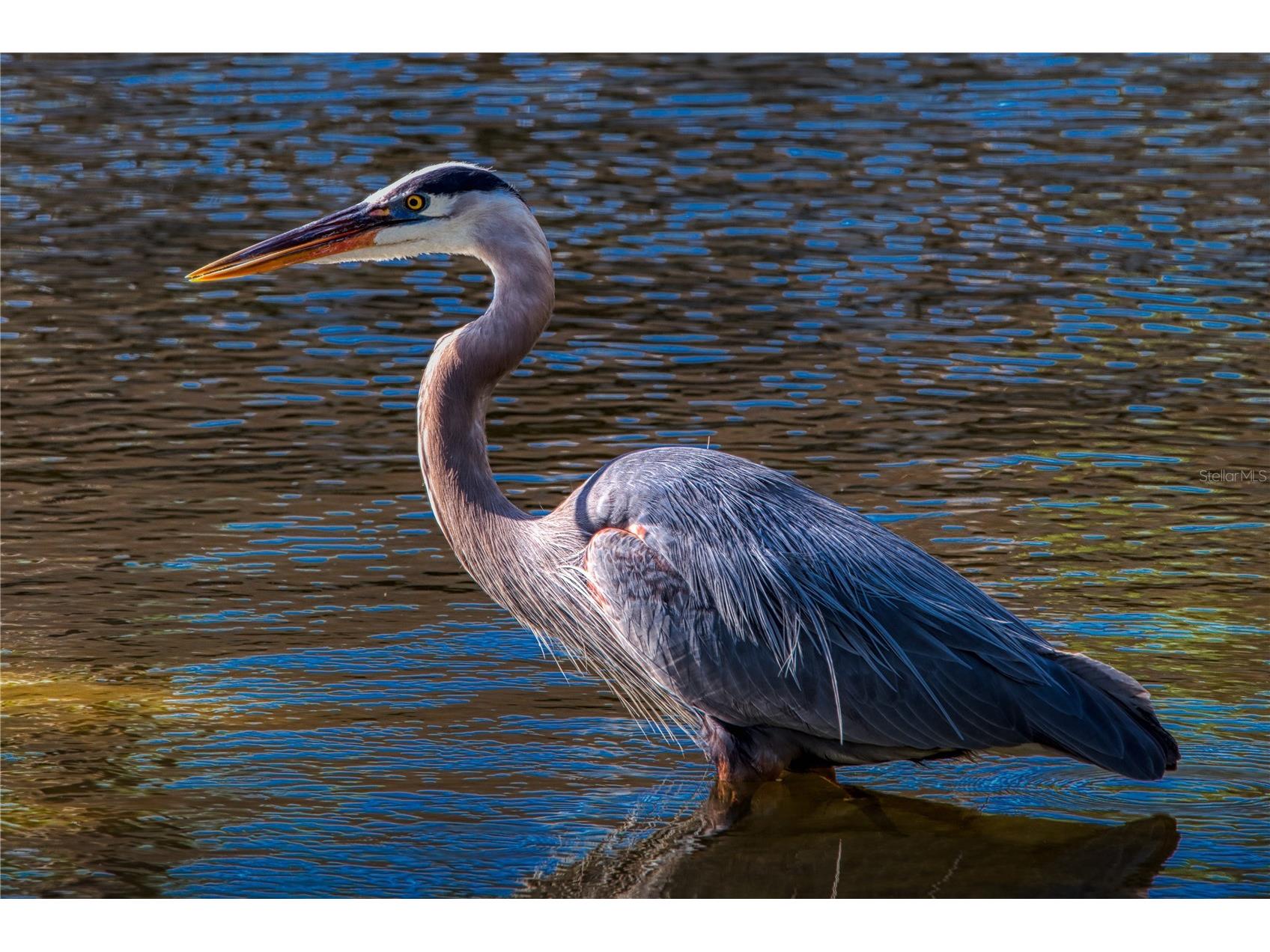 515 Midway Drive #A Ocala FL 34472 - LAKE SPARKLE OM717347 image43