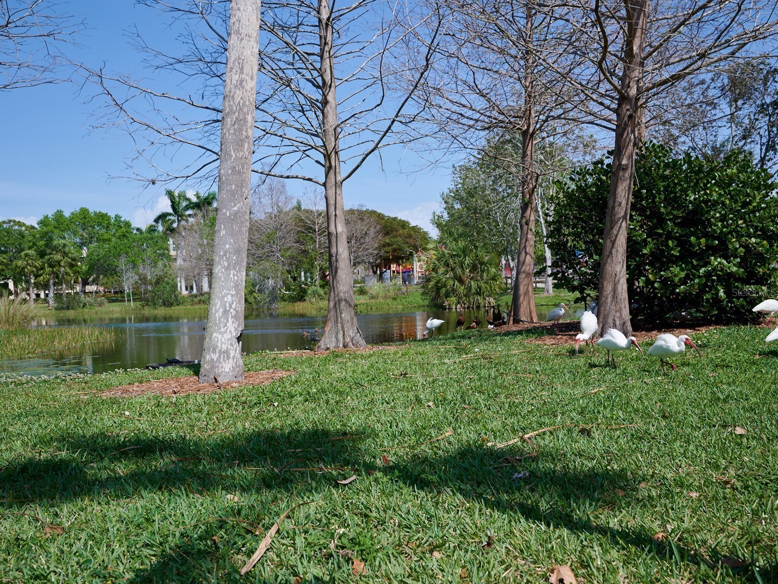 516 Laurel Park Drive Sarasota FL 34236 A4677304 image97