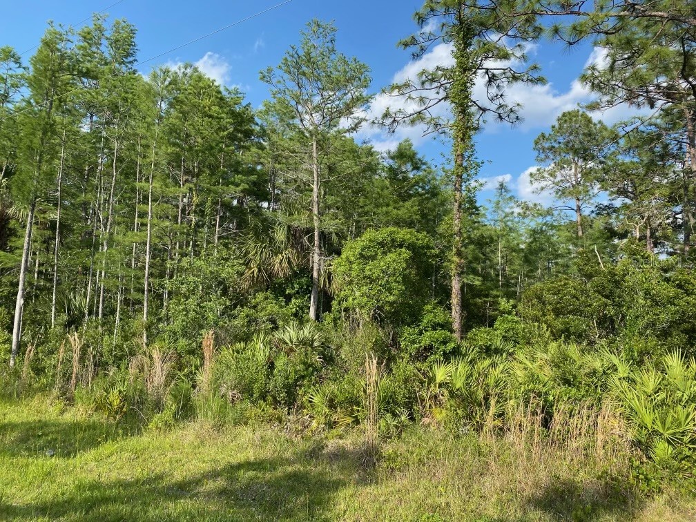 5165 Pierre Avenue Saint Cloud FL 34773 O6204429 image1