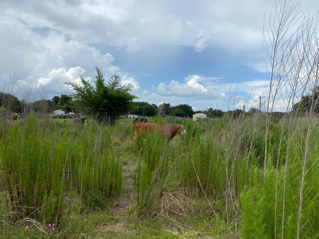 5187 Greenfields Run Zolfo Springs FL 33890 A4671766 image6