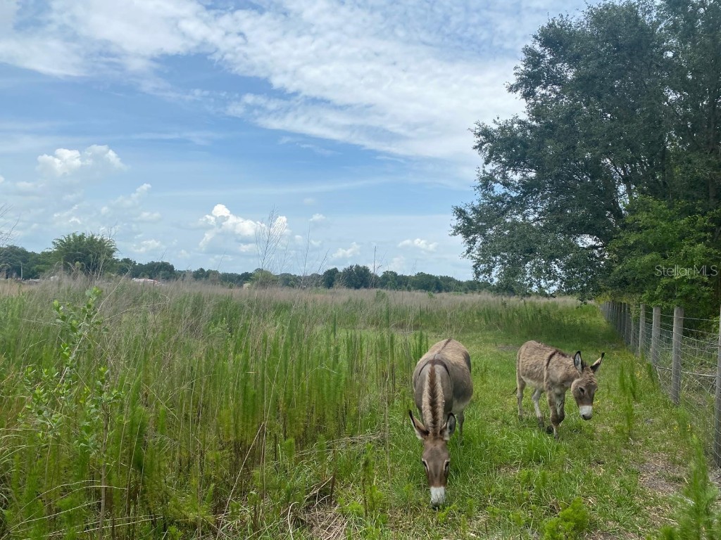 5187 Greenfields Run Zolfo Springs FL 33890 A4671766 image7