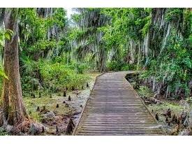 5189 Greenheart Avenue Mount Dora FL 32757 O6408426 image36