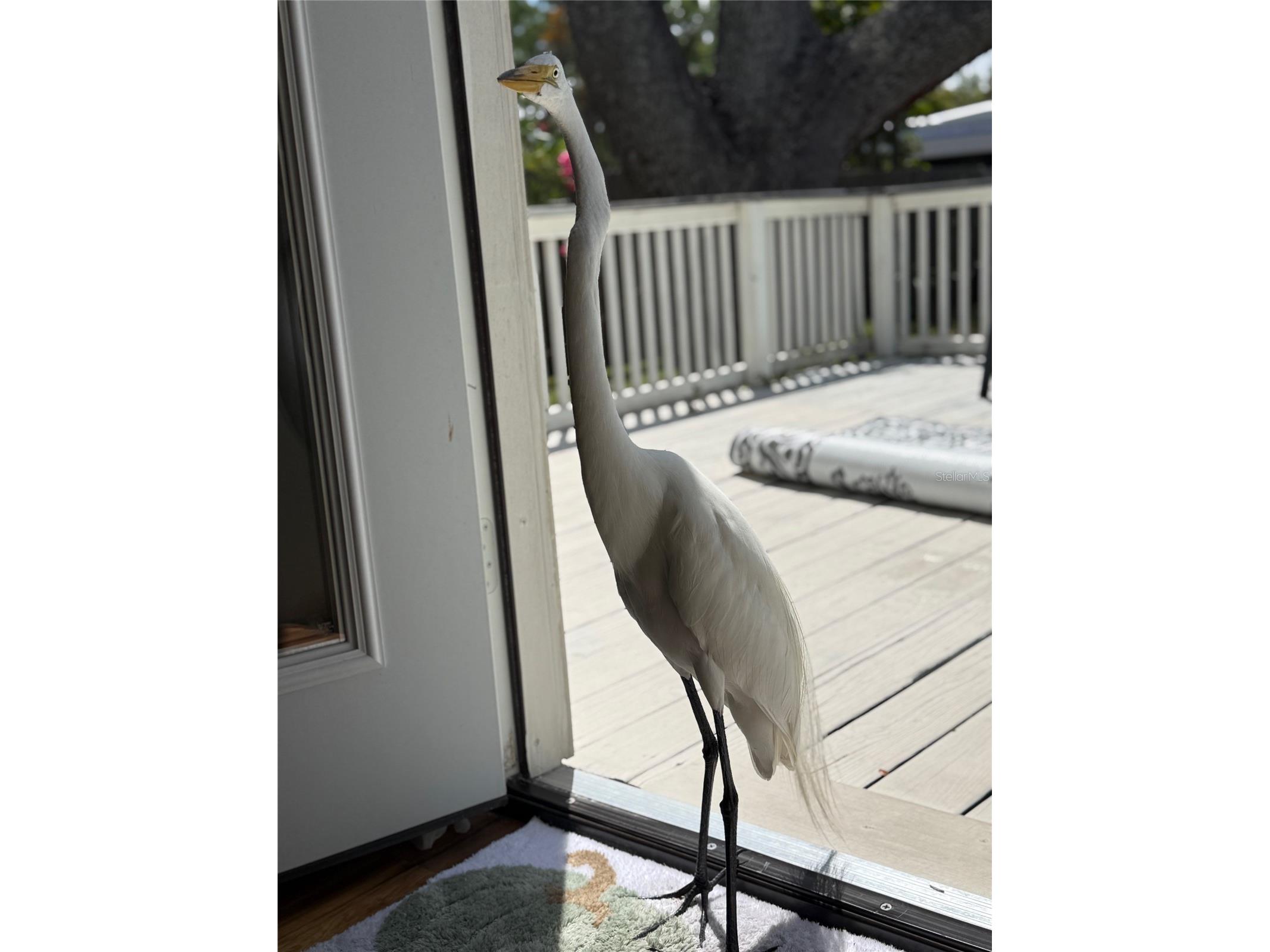519 Norfolk Street Dunedin FL 34698 W7884973 image25