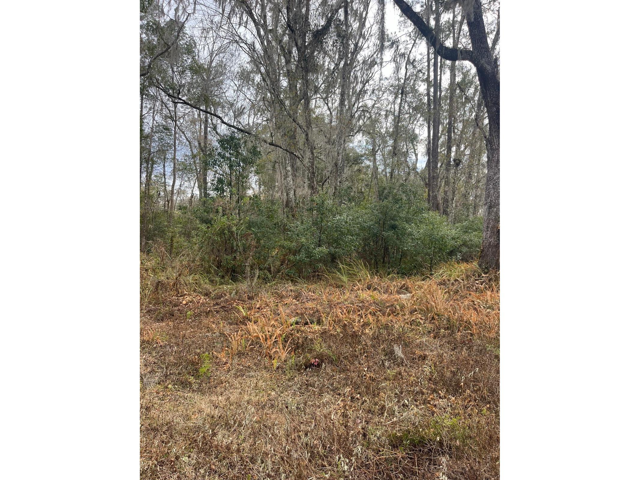 519 Ward Avenue Brooksville FL 34601 S5143895 image1