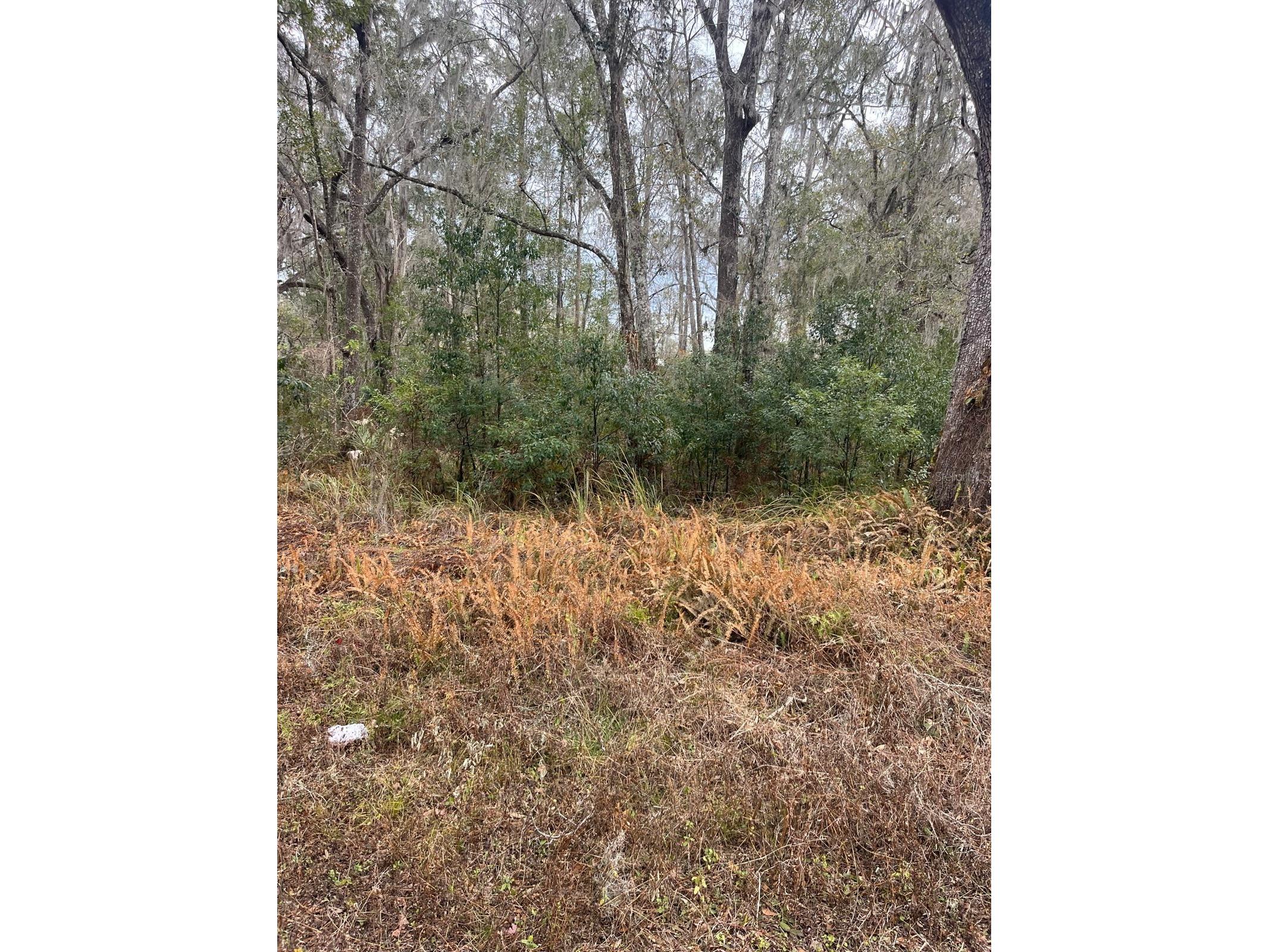 519 Ward Avenue Brooksville FL 34601 S5143895 image2