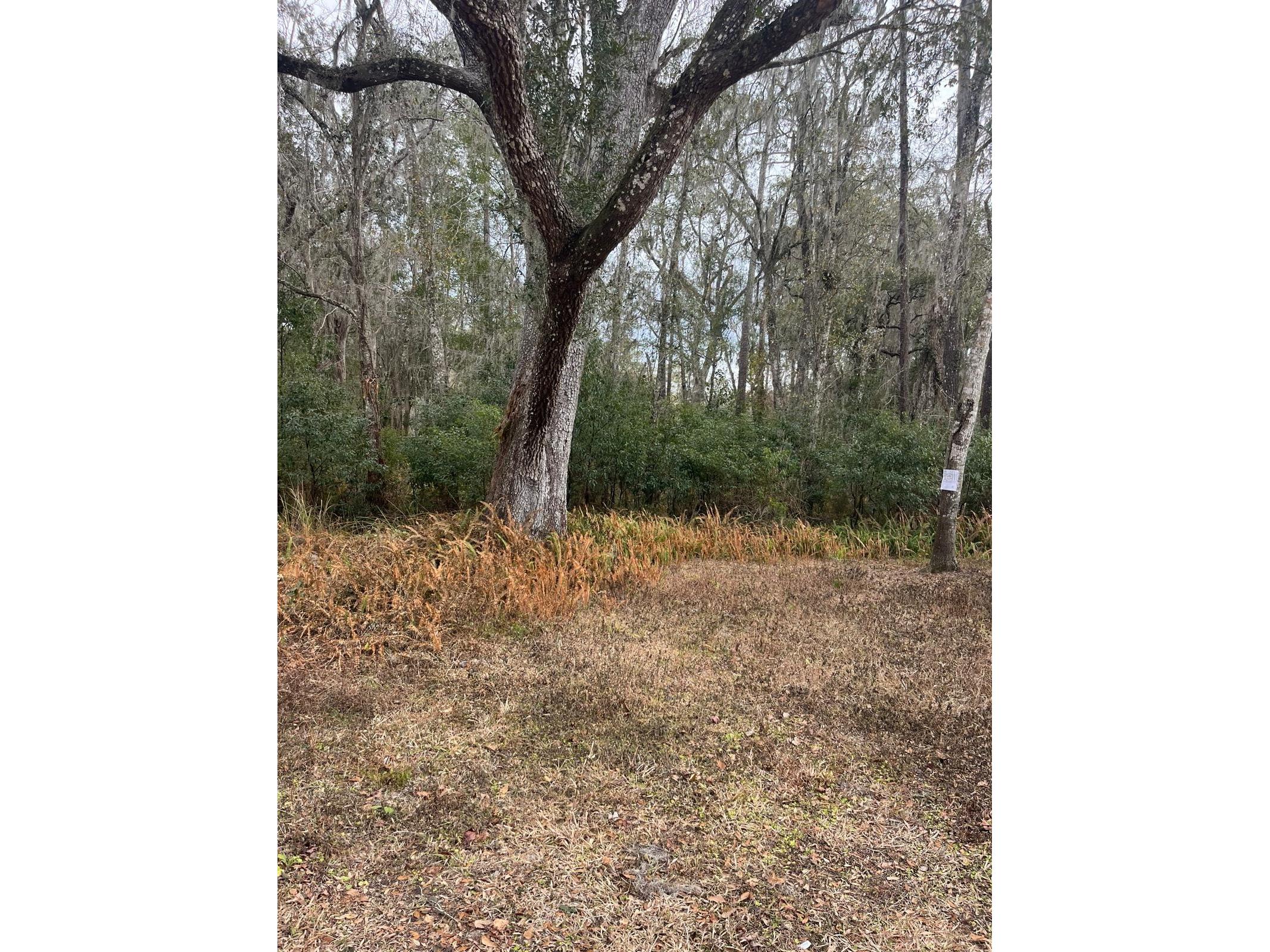 519 Ward Avenue Brooksville FL 34601 S5143895 image3