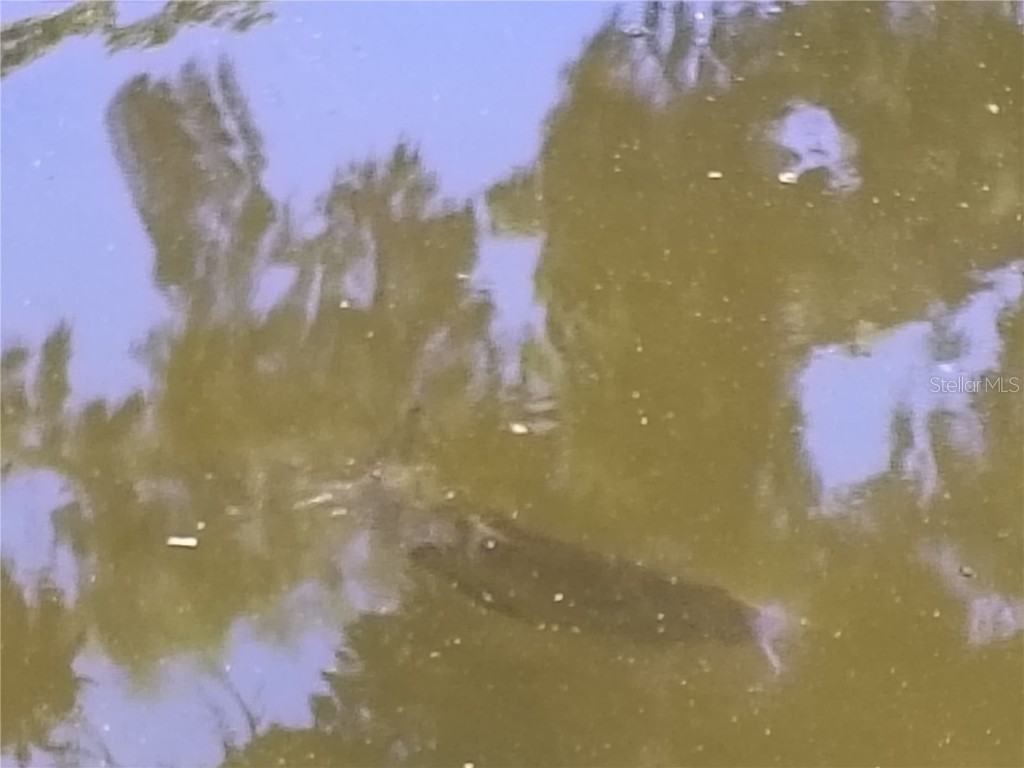 52 Outlet Drive Lake Panasoffkee FL 33538 - LAKE PANASOFFKEE OUTLET RIVER G5098752 image56