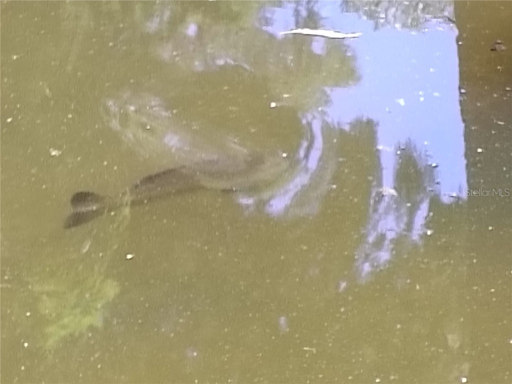 52 Outlet Drive Lake Panasoffkee FL 33538 - LAKE PANASOFFKEE OUTLET RIVER G5098752 image57