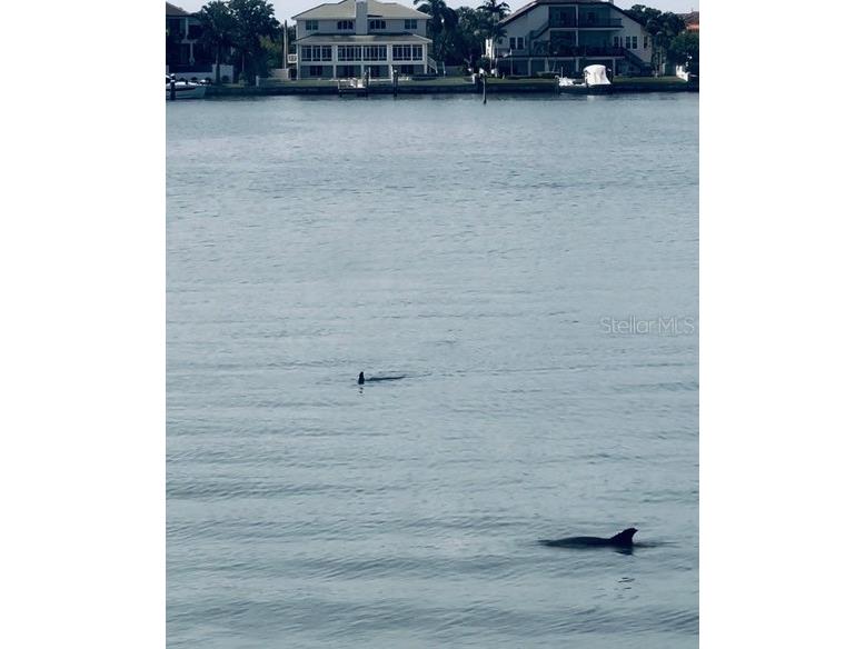 5200 Brittany Drive S #204 Saint Petersburg FL 33715 - TAMPA BAY TB8443865 image53